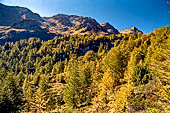 Sentiero naturalistico del Lucomagno (Svizzera). Larici.